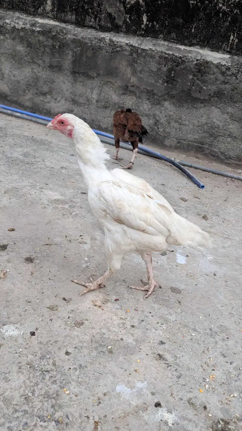 White Aseel murgha or murghiyan — photo 6