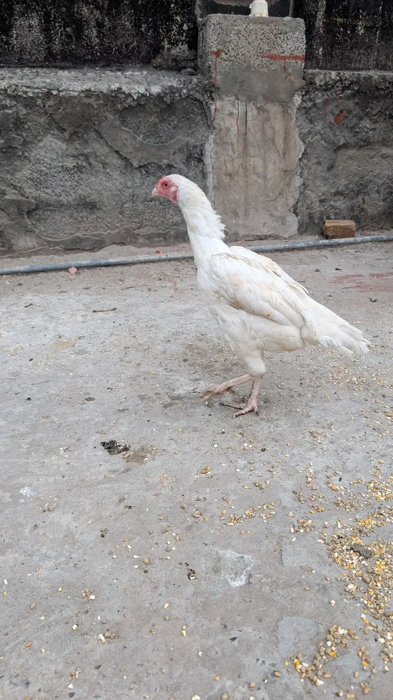 White Aseel murgha or murghiyan — photo 7