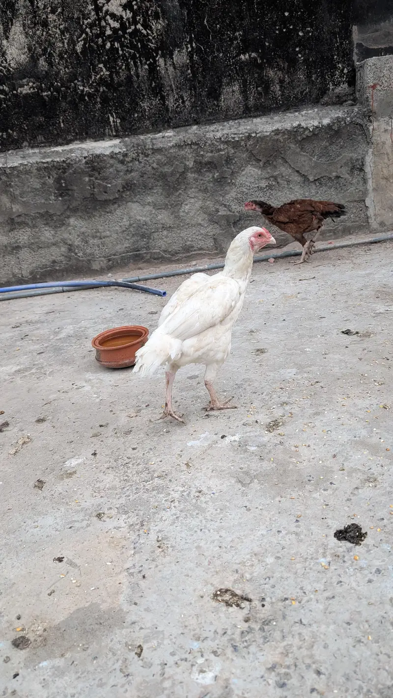 White Aseel murgha or murghiyan — photo 8
