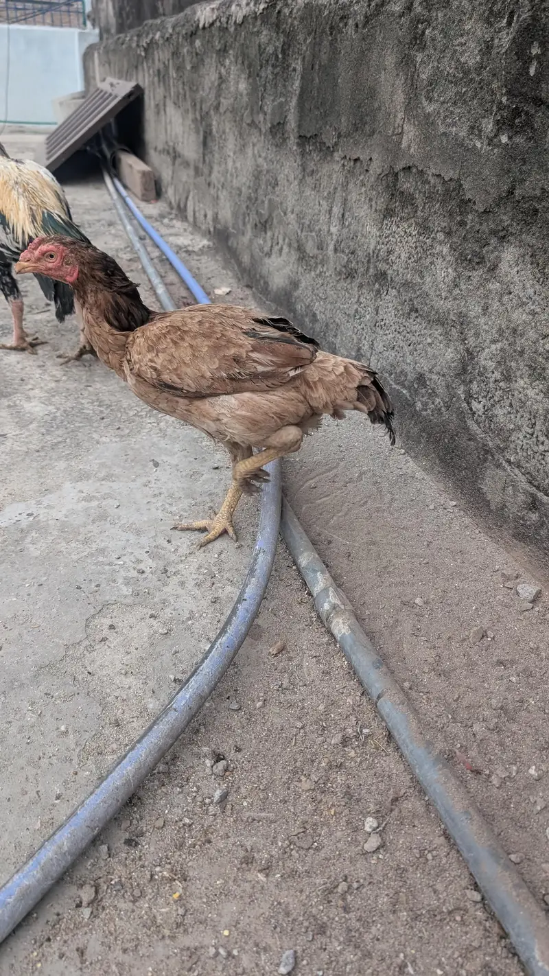 White Aseel murgha or murghiyan — photo 10
