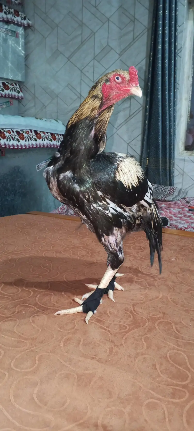 aseel — photo 2