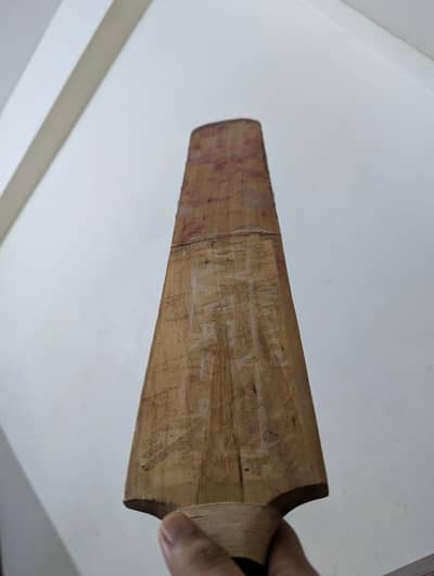 Bat (English willow bat)