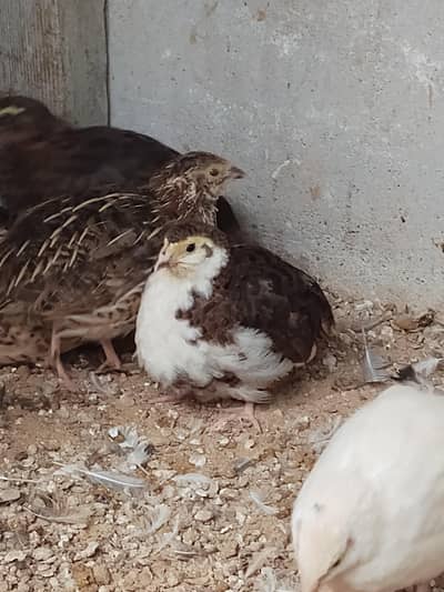 breeder available