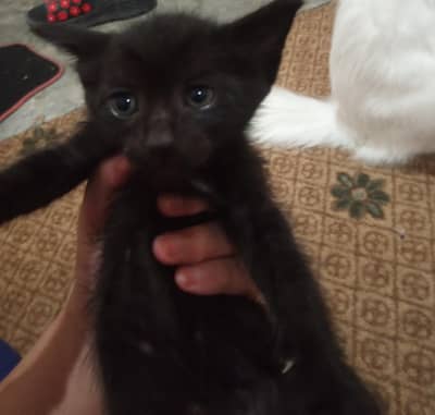 Beautiful Kitten