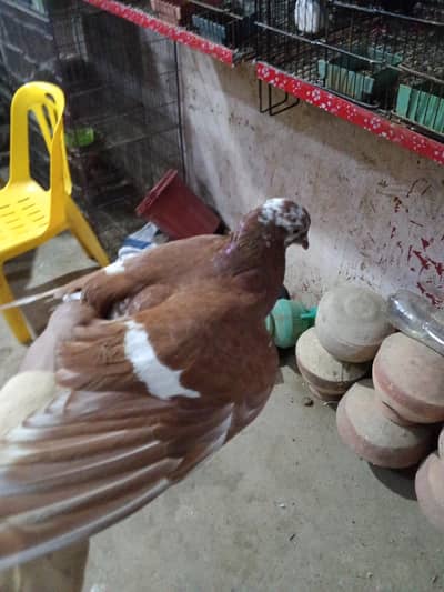RAL JOGIYA GANDY DAR