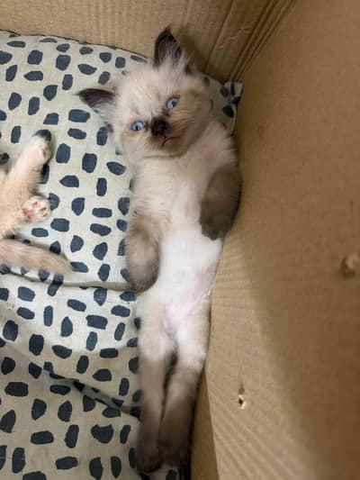 Himalayan kittens