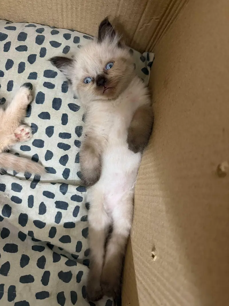 Himalayan kittens