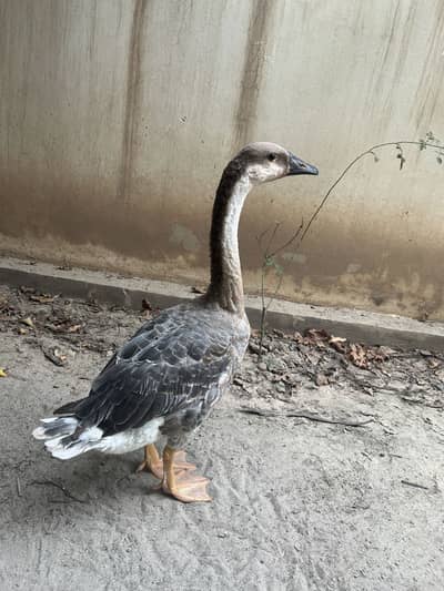 Long neck duck