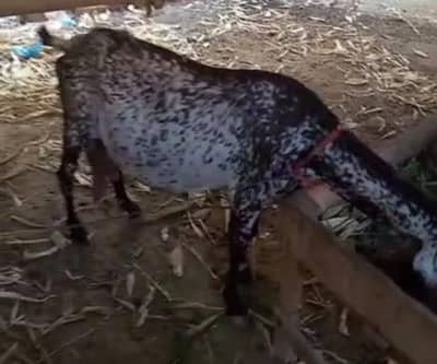 Makhi Cheeni Taiyar Bakri For Sale