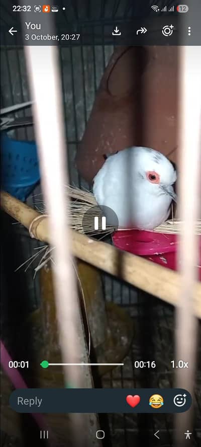 Pied Dove