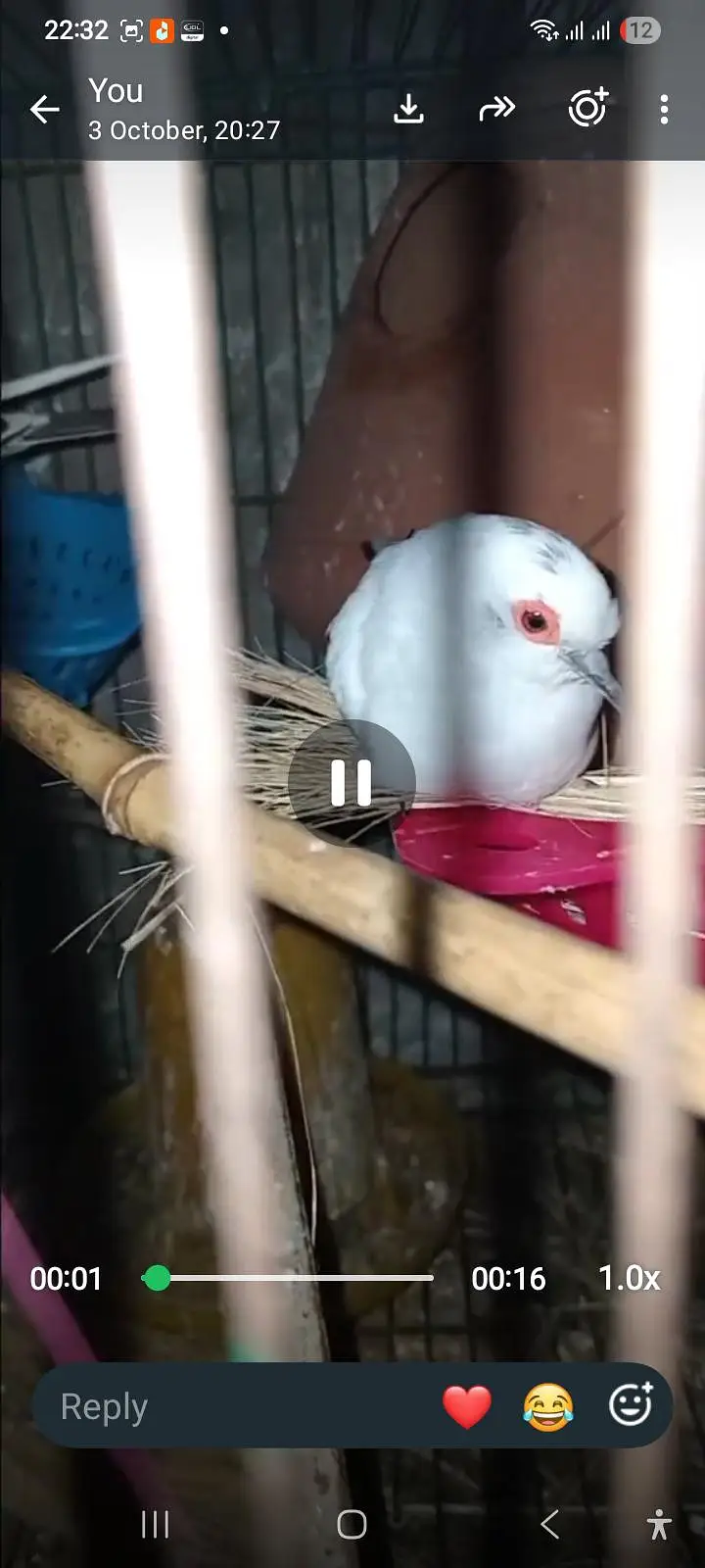 Pied Dove