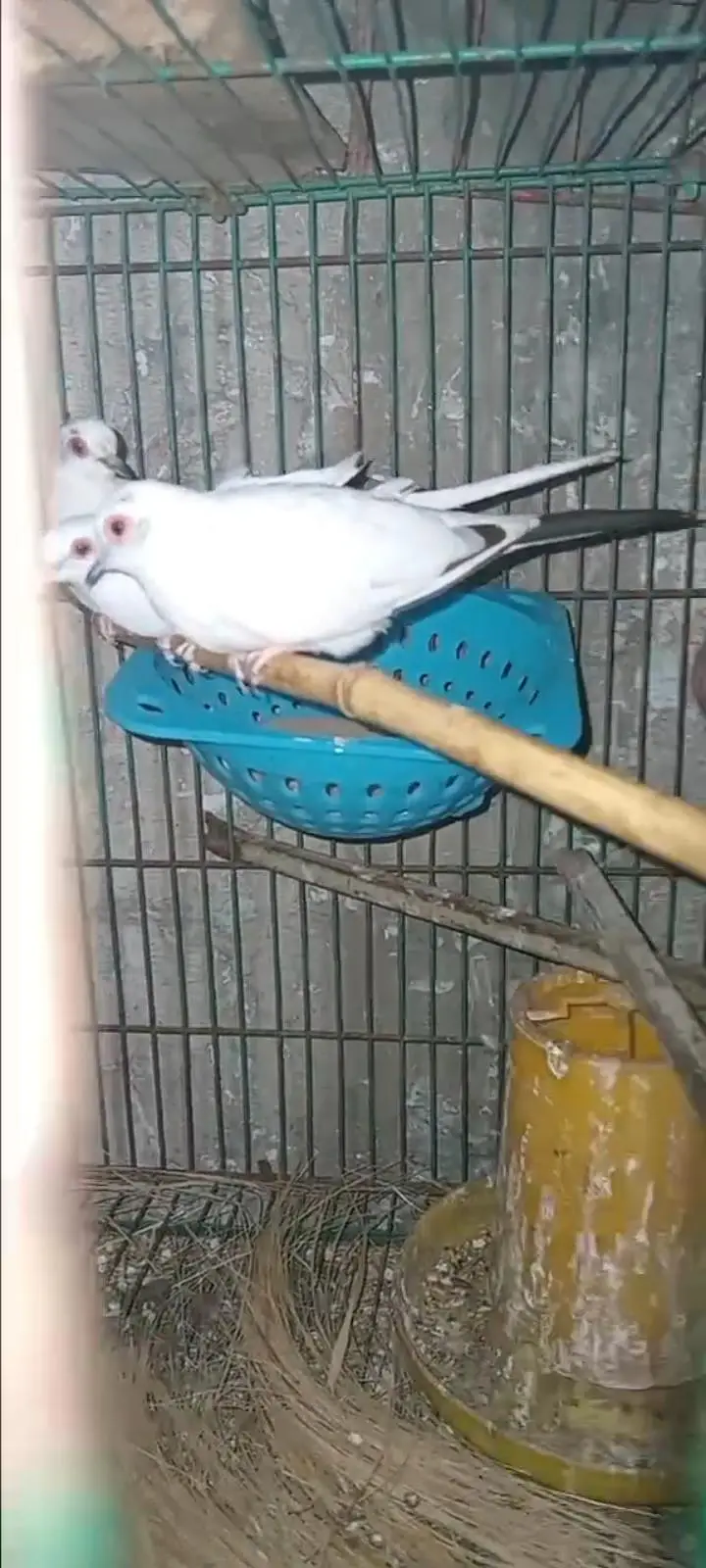 Pied Dove — photo 2