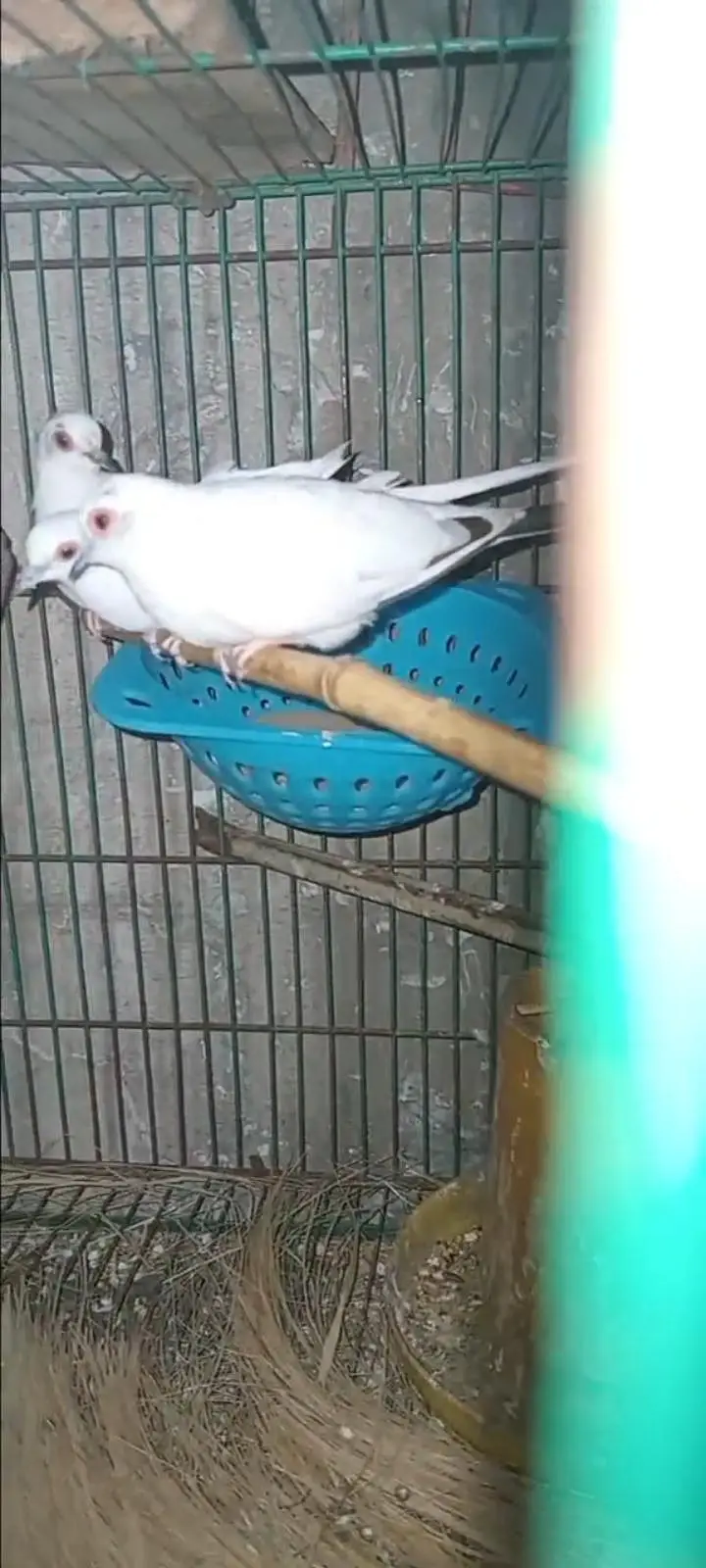 Pied Dove — photo 4