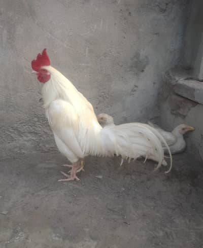 White murga A one quailty