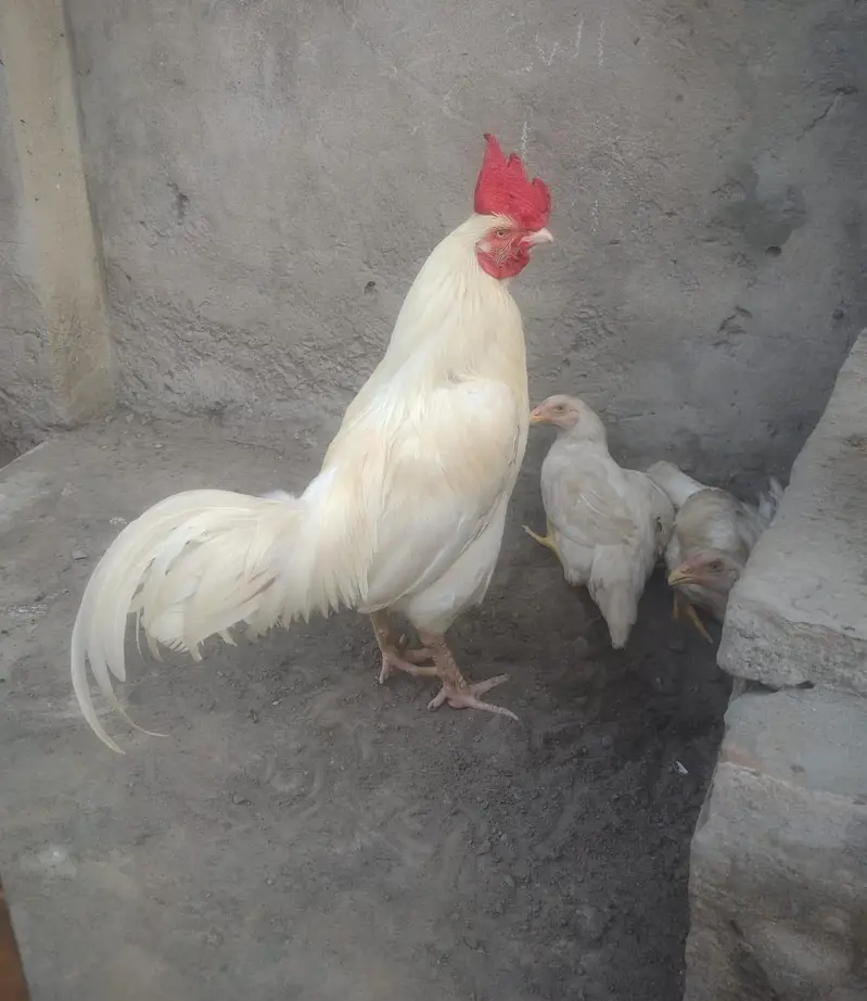 White murga A one quailty — photo 2