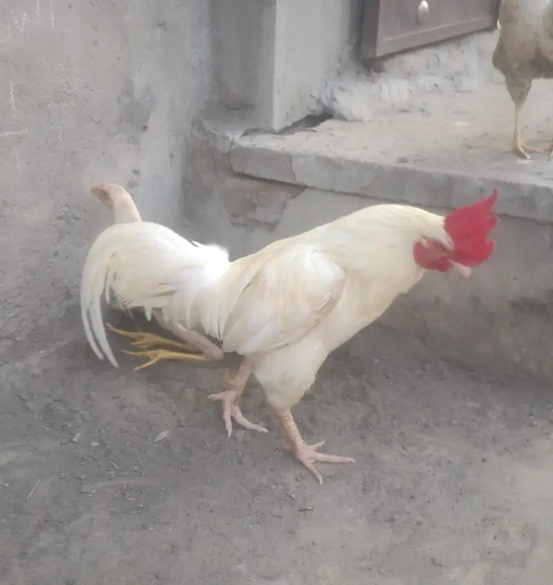 White murga A one quailty — photo 3
