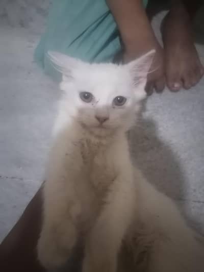 one person cat baby