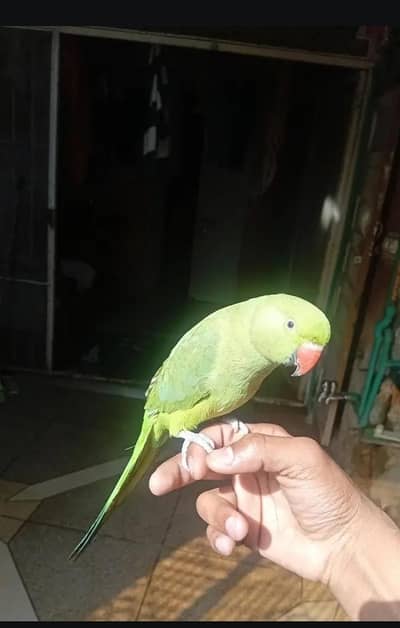 Green parrot