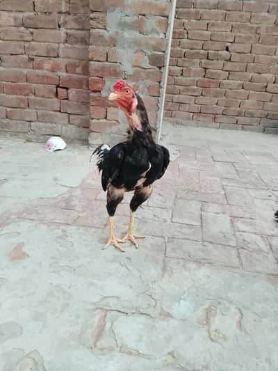 Aseel Mianwali