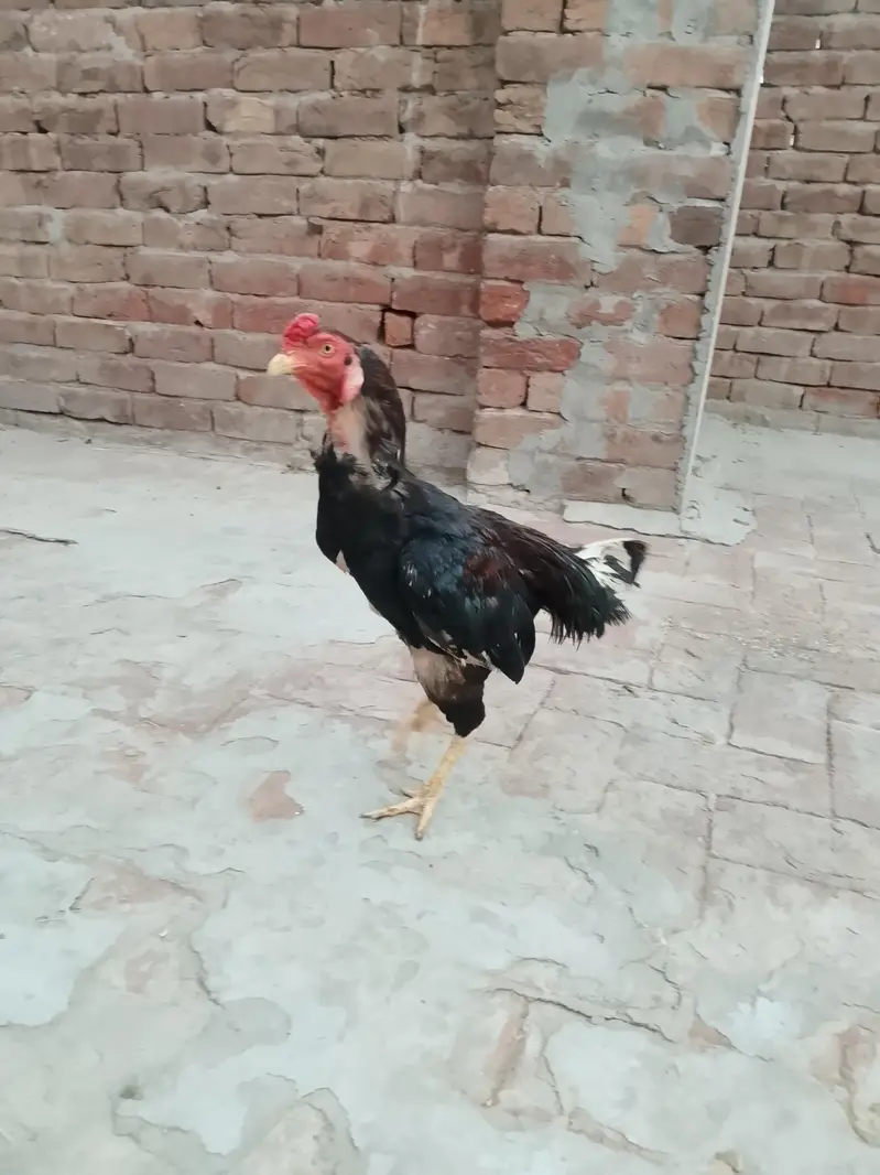 Aseel Mianwali — photo 2