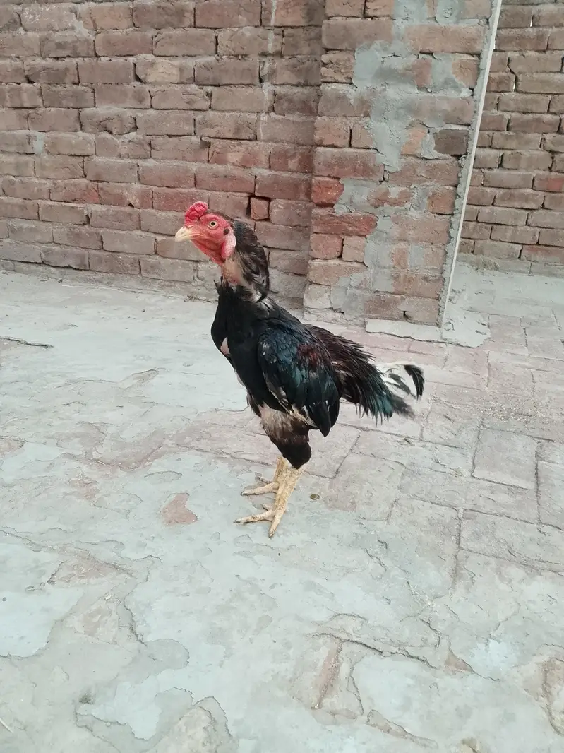 Aseel Mianwali — photo 3