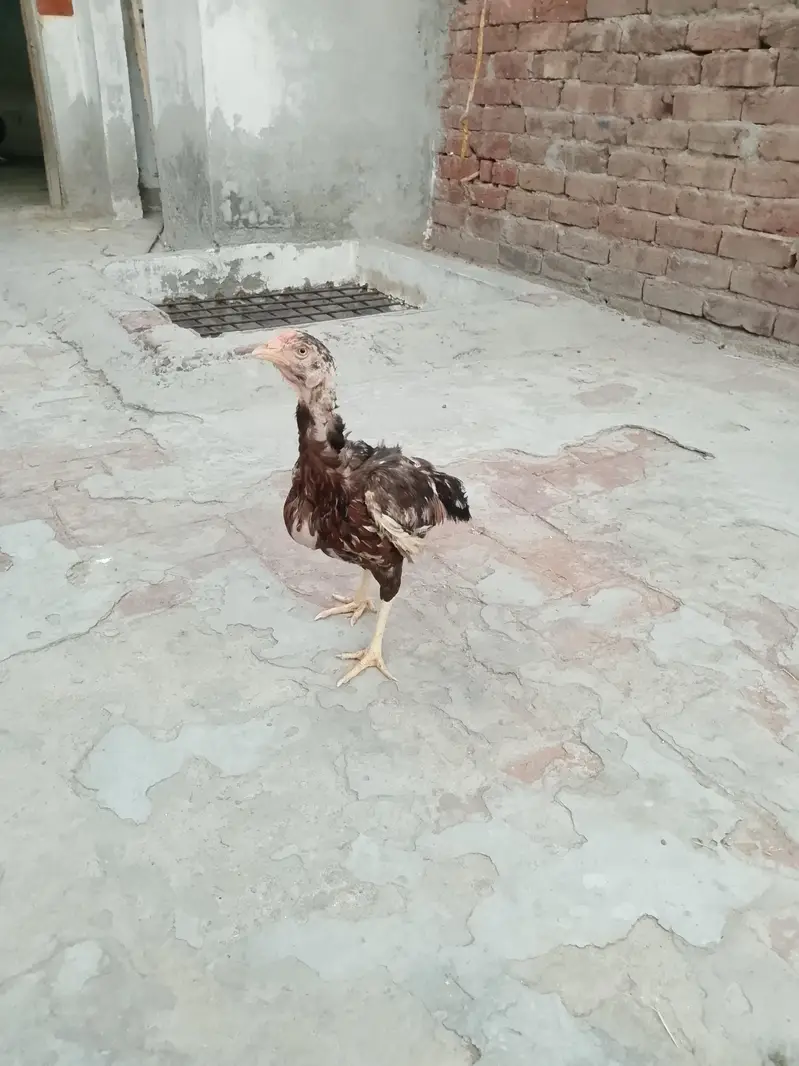 Aseel Mianwali — photo 4