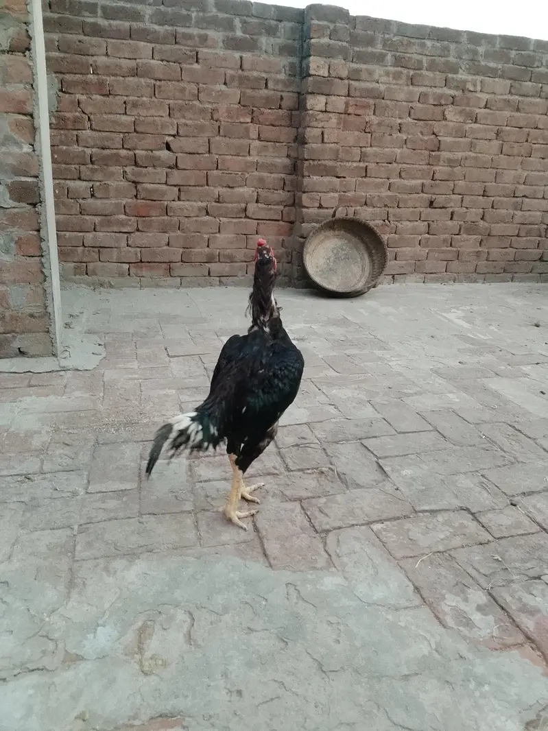 Aseel Mianwali — photo 5