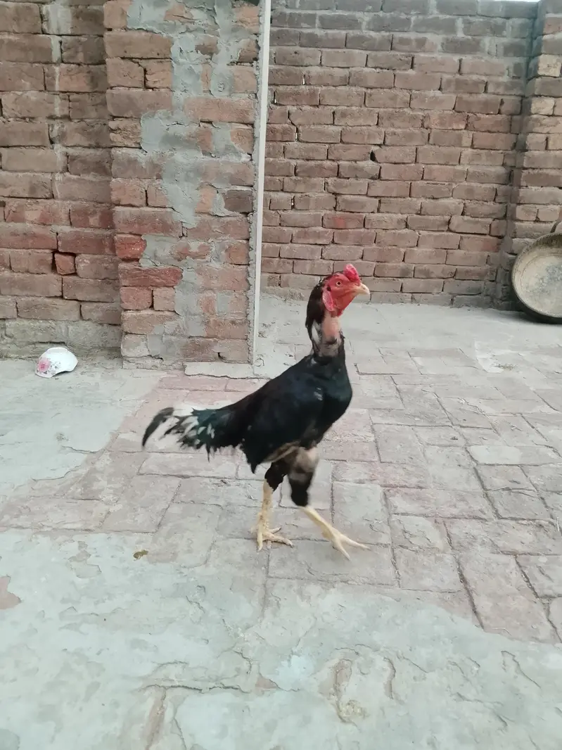 Aseel Mianwali — photo 6