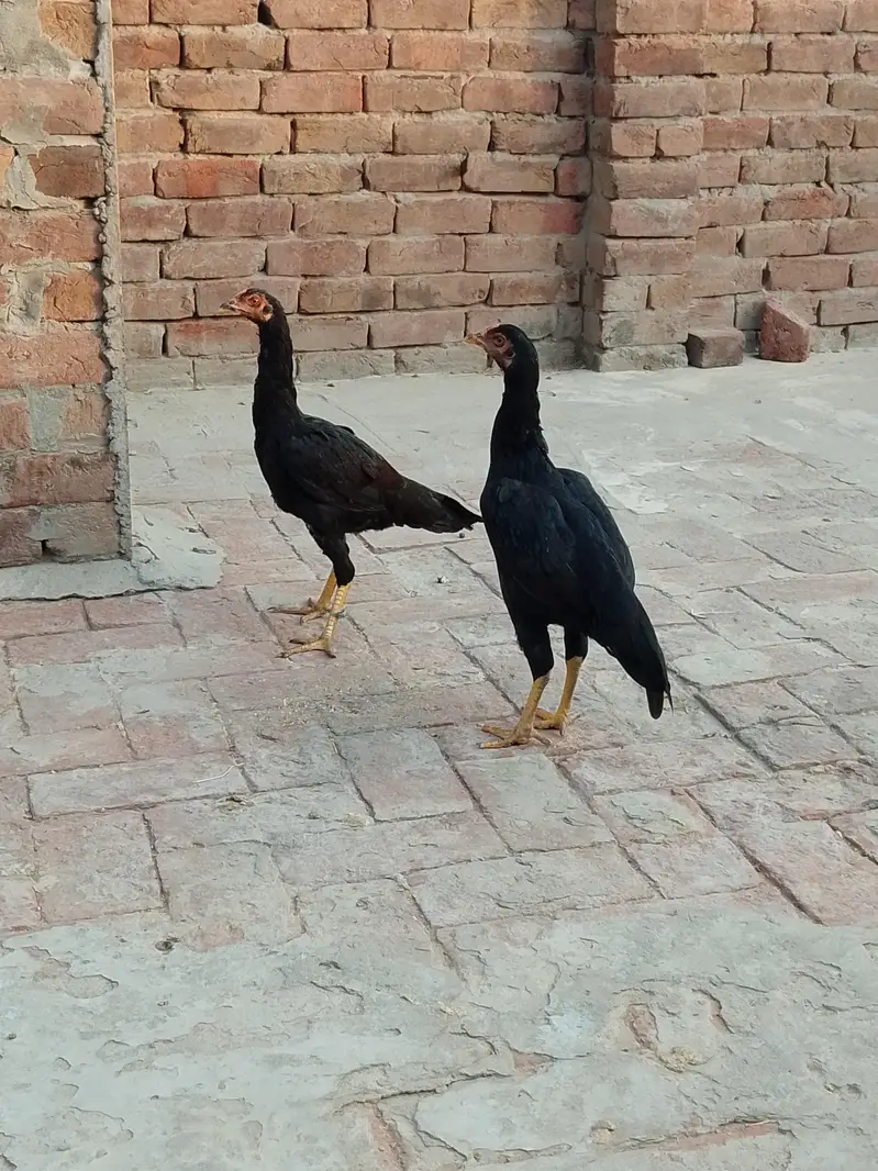 Aseel Mianwali — photo 7