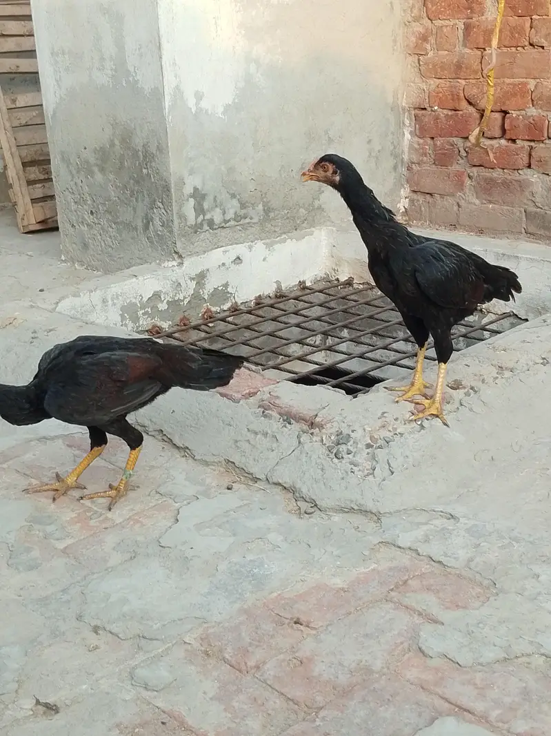 Aseel Mianwali — photo 8