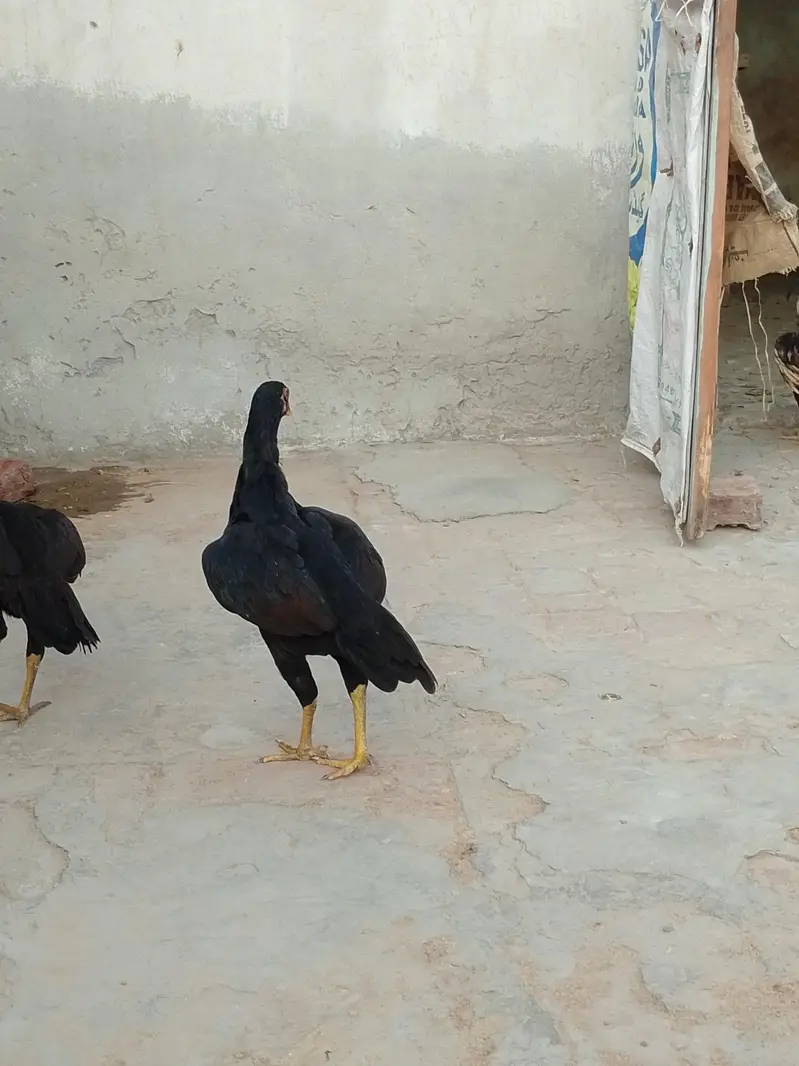 Aseel Mianwali — photo 9