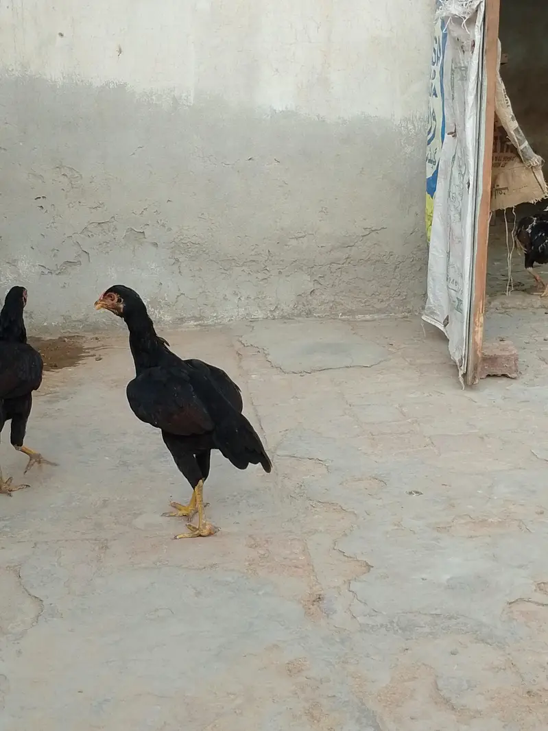 Aseel Mianwali — photo 10