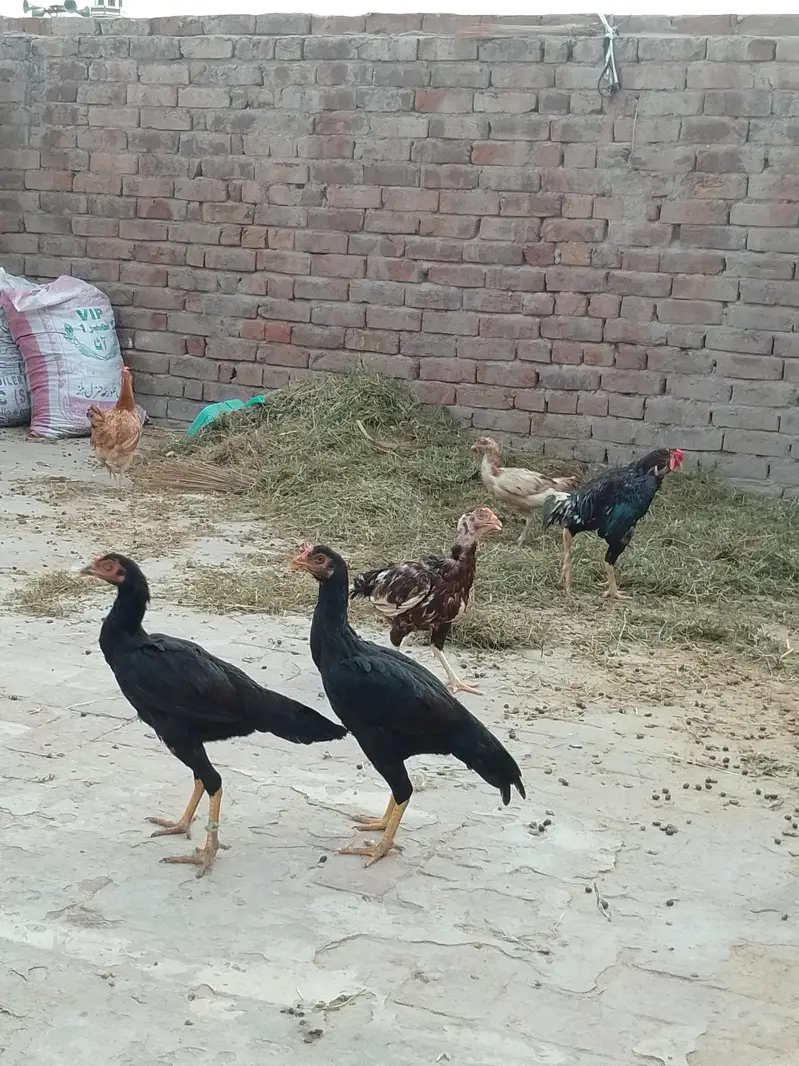 Aseel Mianwali — photo 11