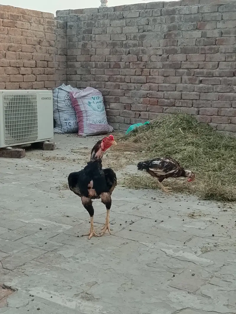 Aseel Mianwali — photo 12