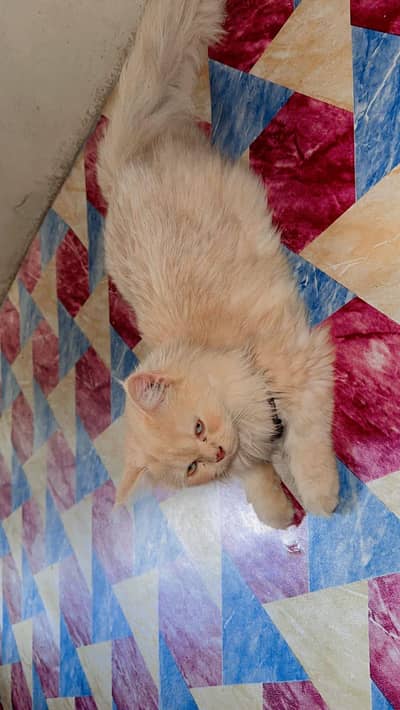 Persian male kitten available