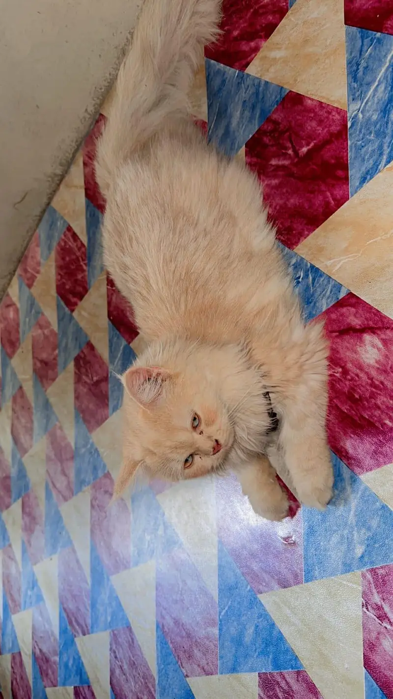 Persian male kitten available — photo 5