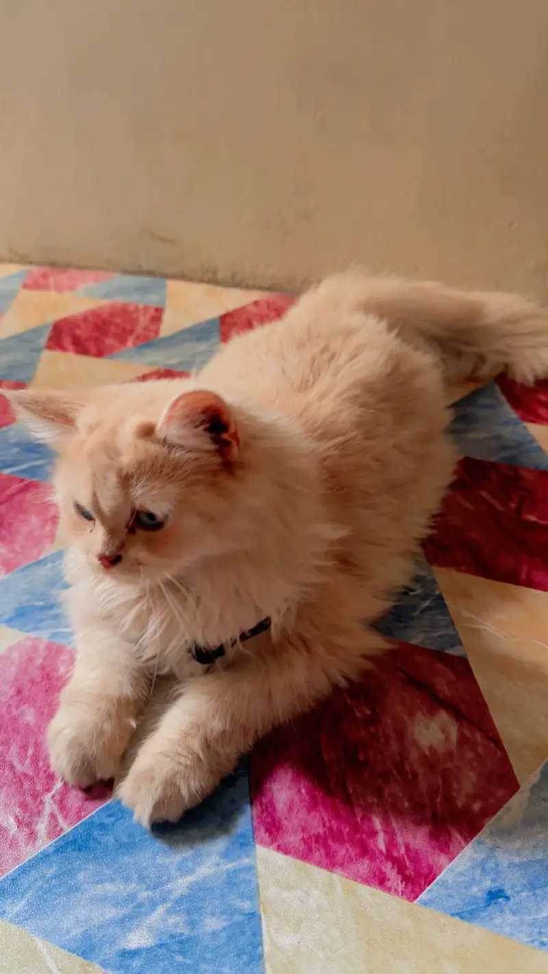 Persian male kitten available — photo 6