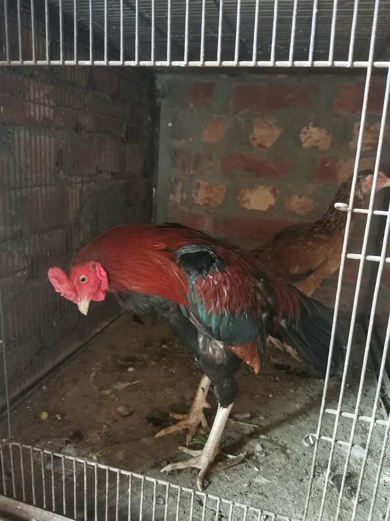 Aseel hens 9