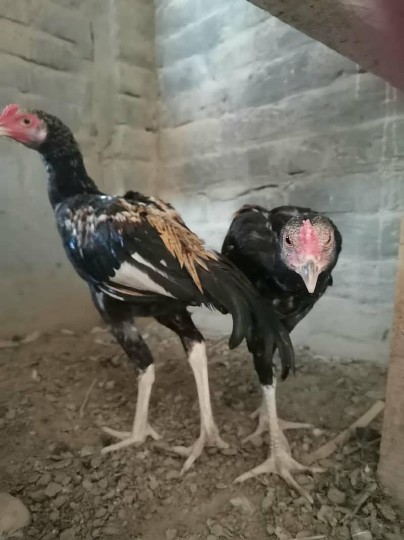 Aseel hens 10