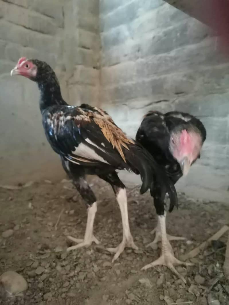 Aseel hens 11