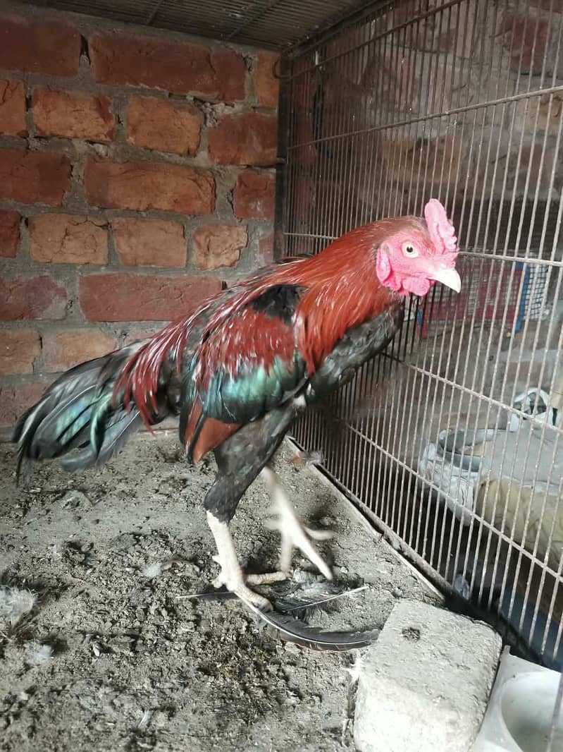 Aseel hens 13