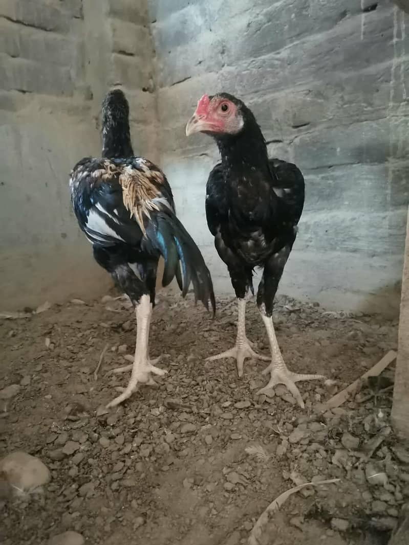 Aseel hens 14