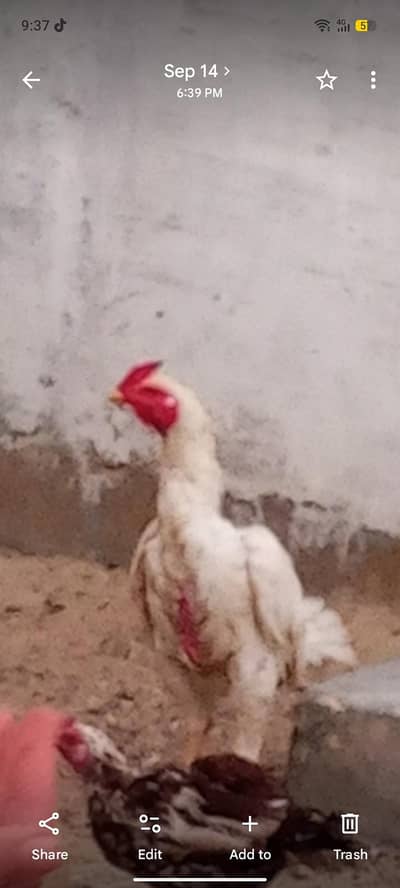 Heera