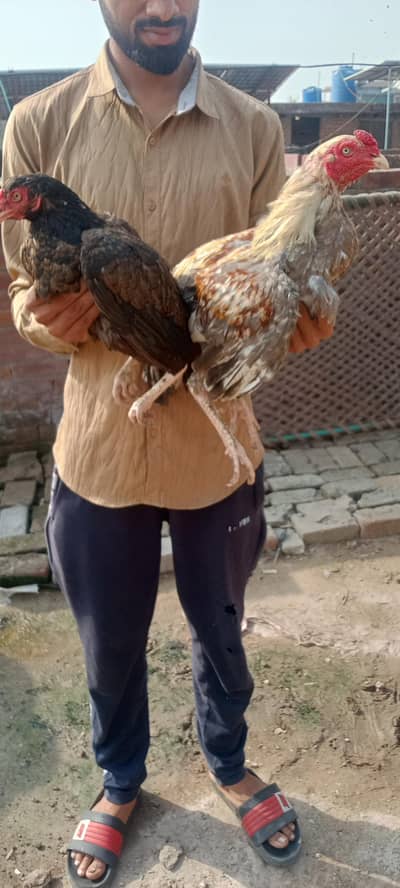 Aseel pair For Sale