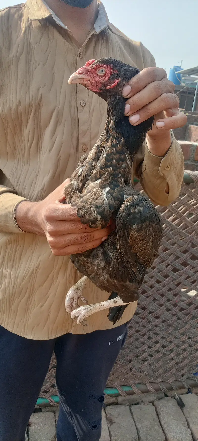 Aseel pair For Sale — photo 3