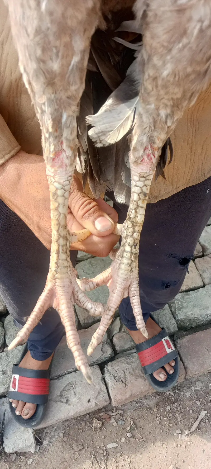 Aseel pair For Sale — photo 4