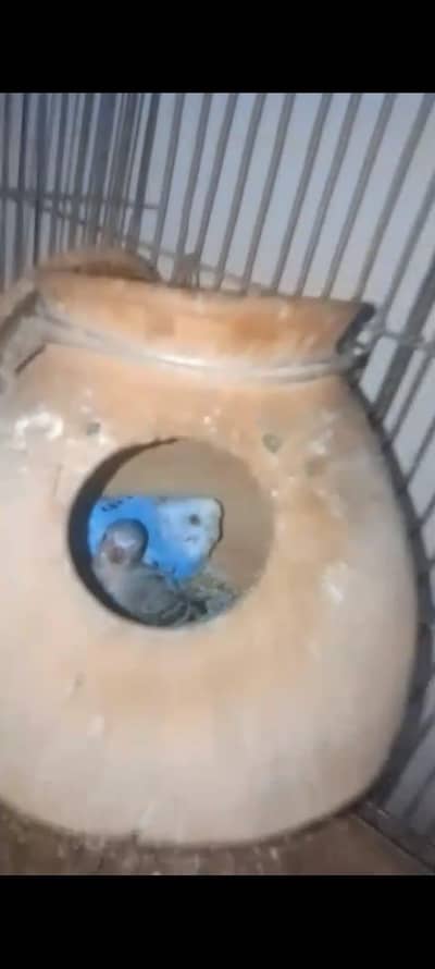 Budgies Available With Chick & Cocktail Bird & Love Bird