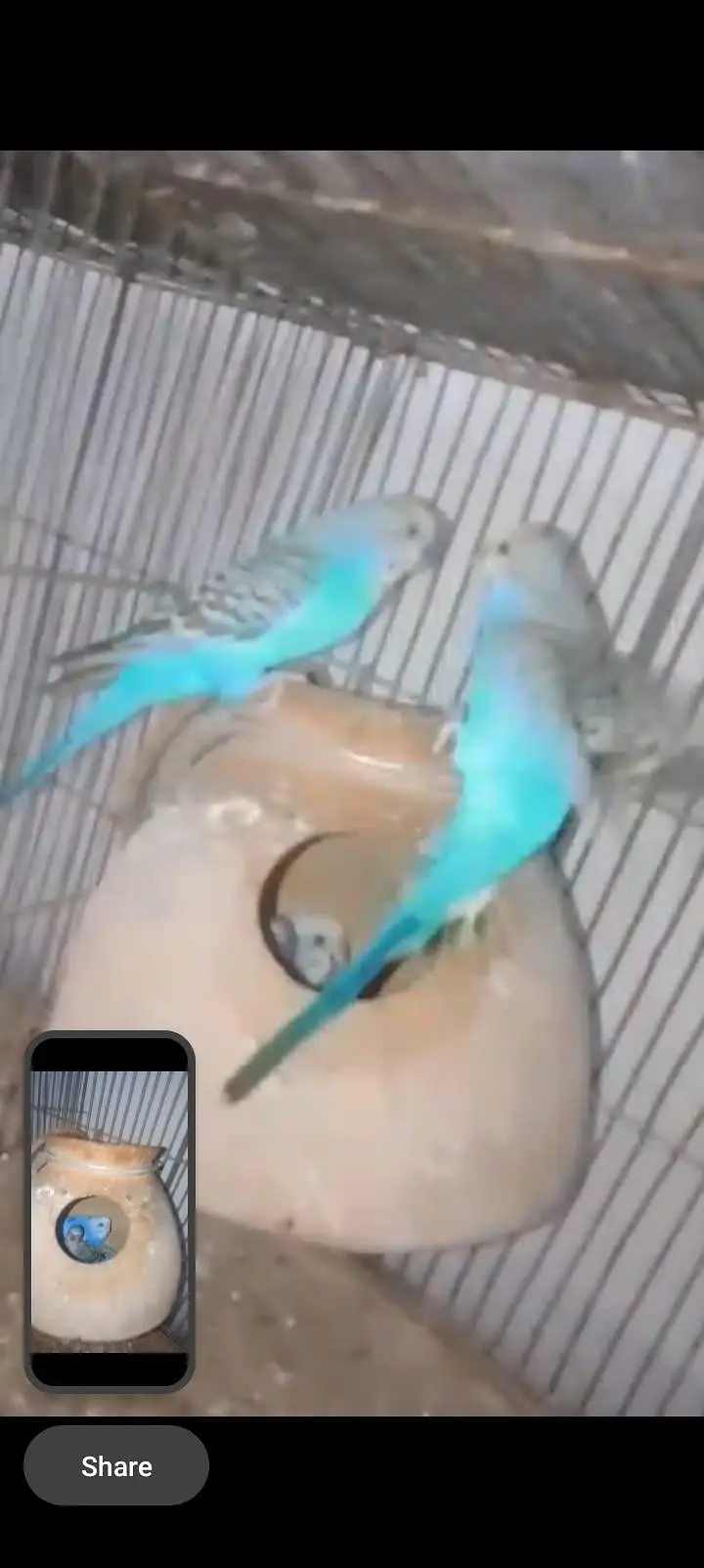 Budgies Available With Chick & Cocktail Bird & Love Bird — photo 2