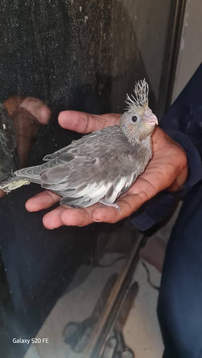 Handtame Cocktail Chick