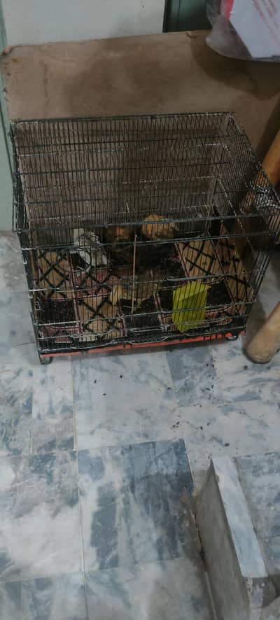 master use cage